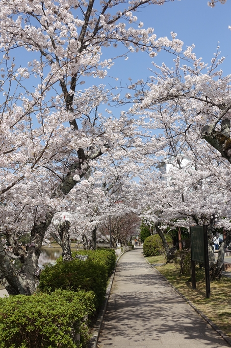 京都桜速報2018_15　No12