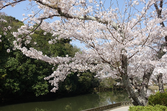 京都桜速報2018_15　No13