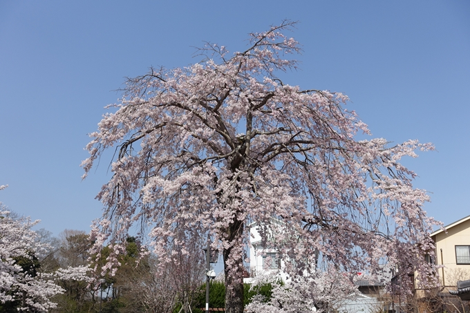 京都桜速報2018_15　No14