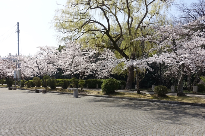 京都桜速報2018_15　No15