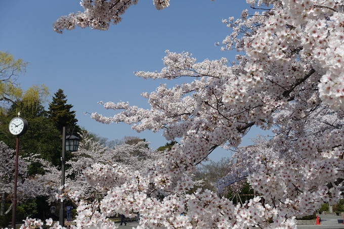 京都桜速報2018_15　No16