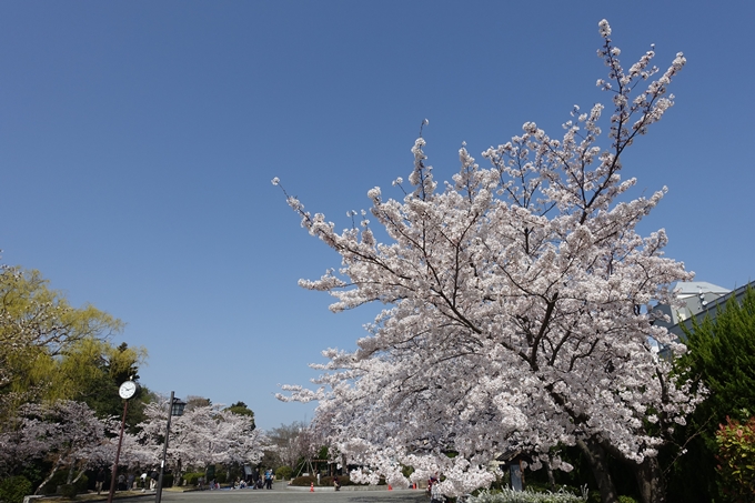 京都桜速報2018_15　No18