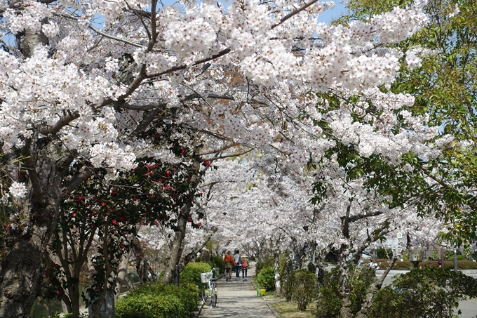 京都桜速報2018_15　No19