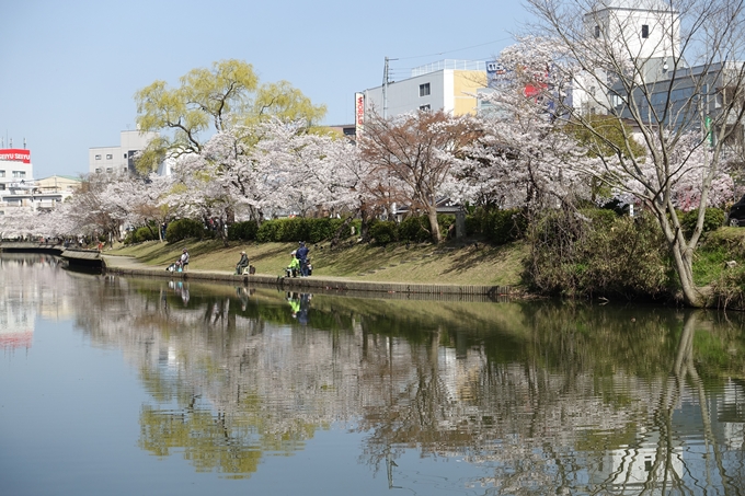 京都桜速報2018_15　No20