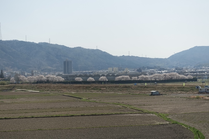 京都桜速報2018_16　No3