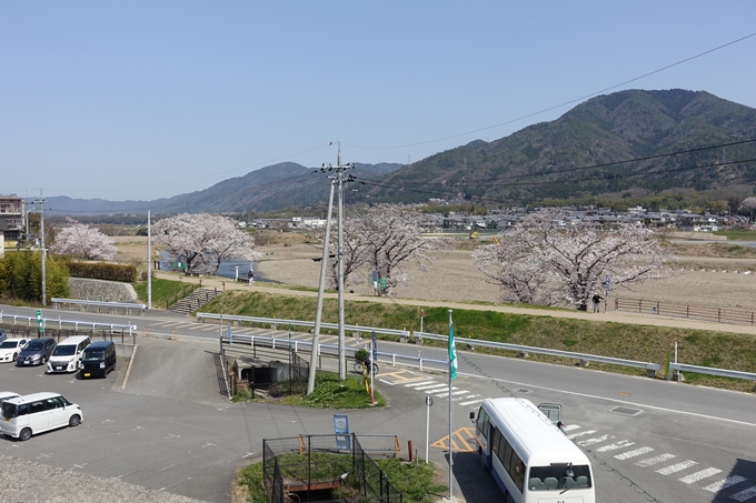 京都桜速報2018_16　No7