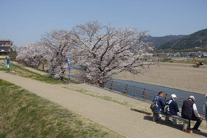 京都桜速報2018_16　No10