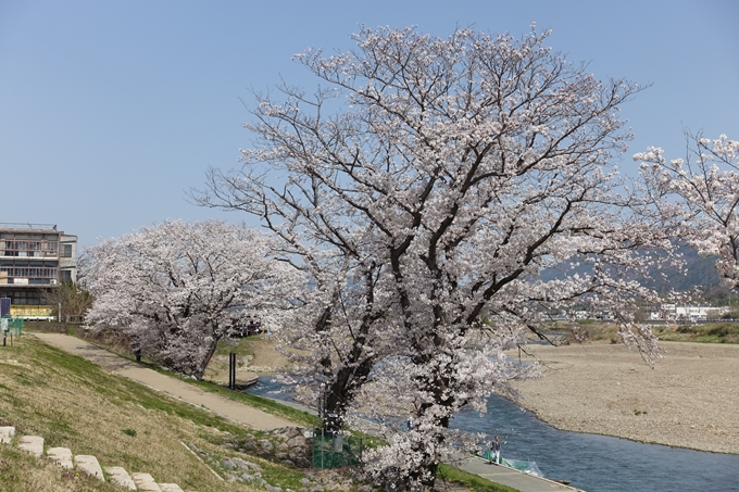 京都桜速報2018_16　No11