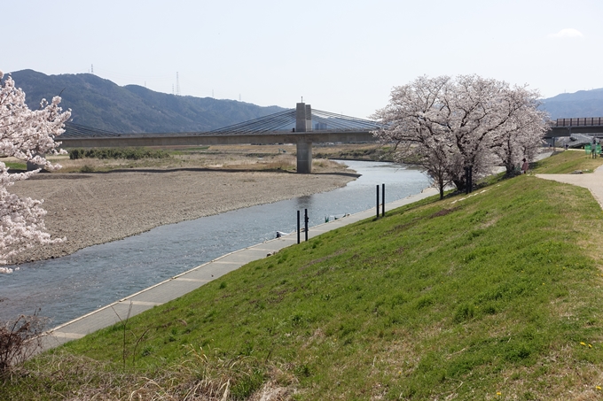 京都桜速報2018_16　No13