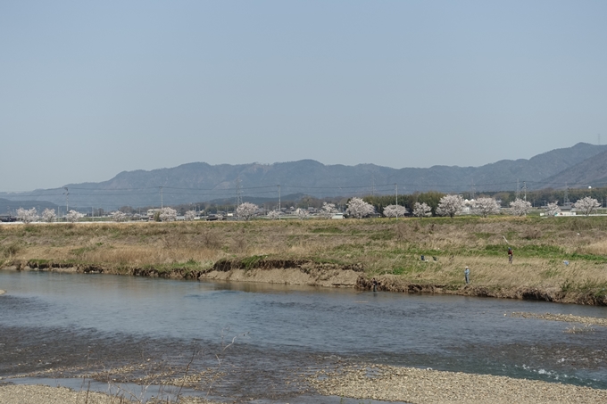 京都桜速報2018_16　No17