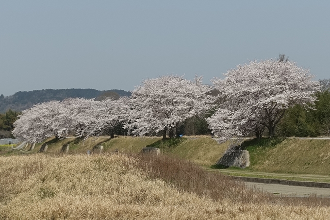 京都桜速報2018_16　No19