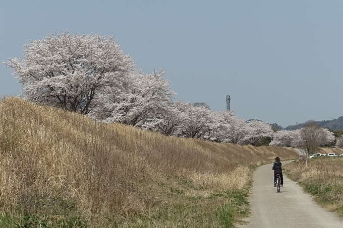 京都桜速報2018_16　No20