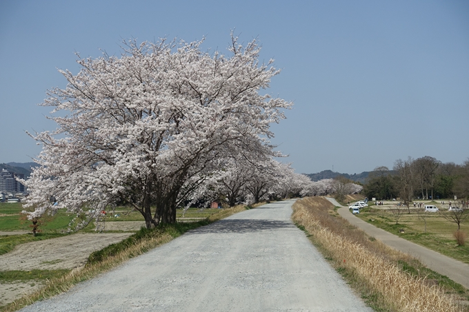 京都桜速報2018_16　No21