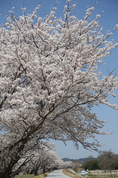 京都桜速報2018_16　No22