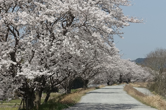 京都桜速報2018_16　No23