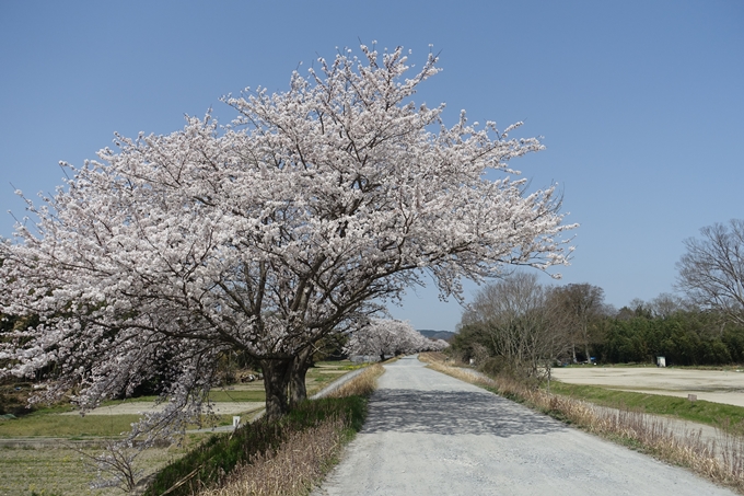 京都桜速報2018_16　No24