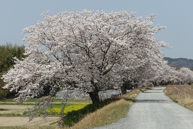 京都桜速報2018_16　No25