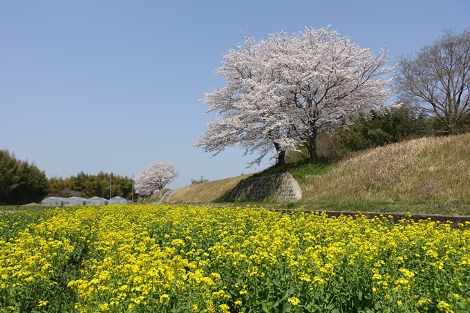 京都桜速報2018_16　No27