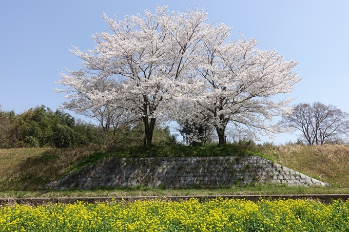 京都桜速報2018_16　No29