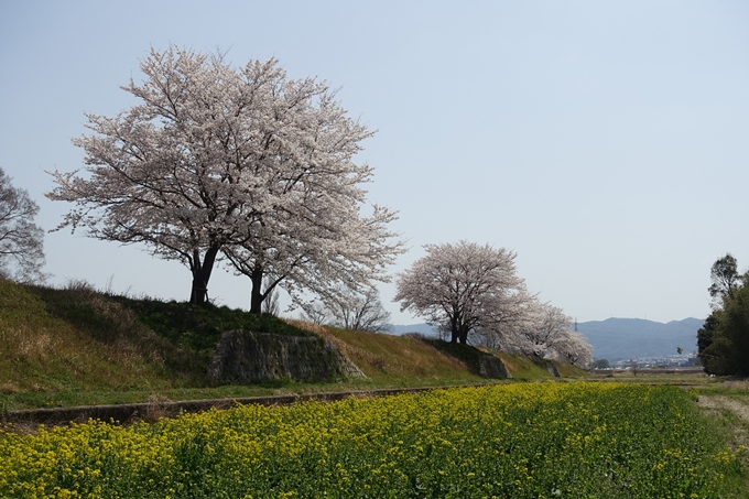 京都桜速報2018_16　No30