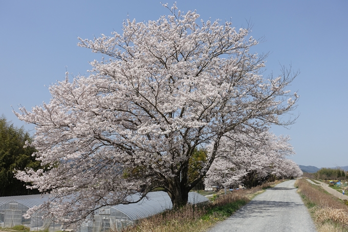 京都桜速報2018_16　No31