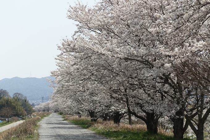 京都桜速報2018_16　No33