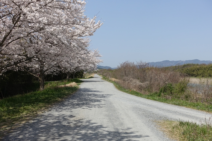 京都桜速報2018_16　No34