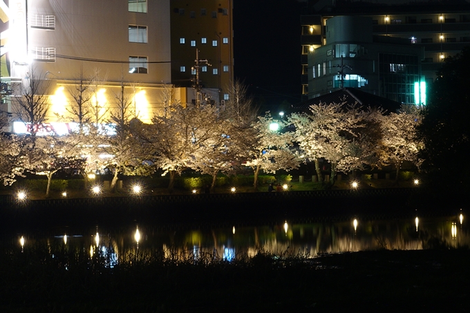 京都桜速報2018_18　No3