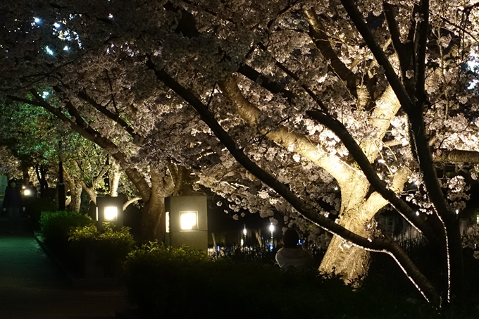 京都桜速報2018_18　No4