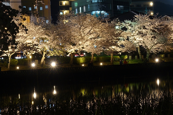 京都桜速報2018_18　No6