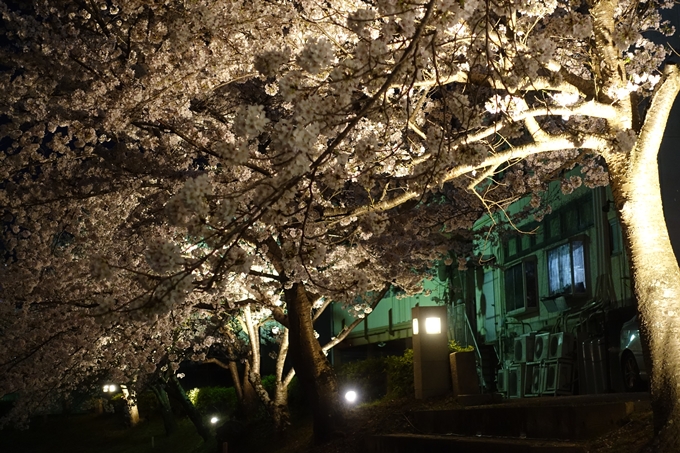 京都桜速報2018_18　No7