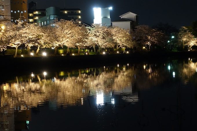 京都桜速報2018_18　No8