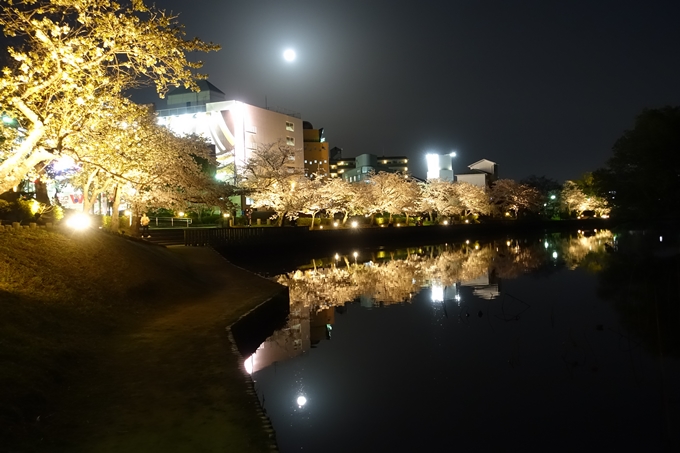 京都桜速報2018_18　No9