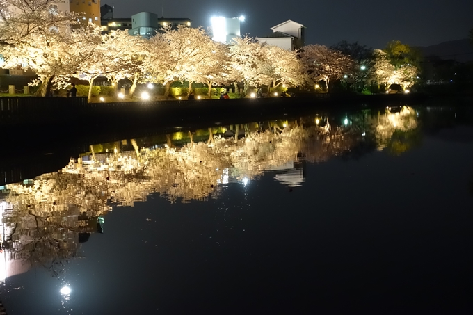 京都桜速報2018_18　No10