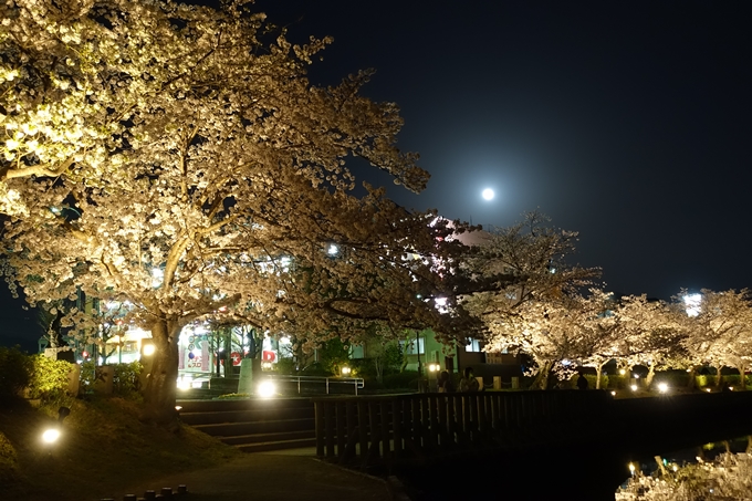 京都桜速報2018_18　No11