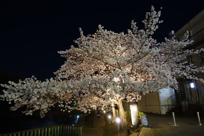 京都桜速報2018_18　No12