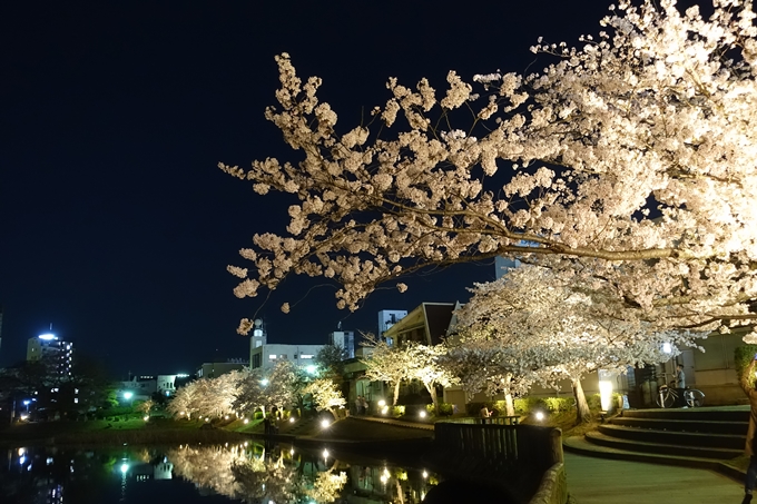 京都桜速報2018_18　No13