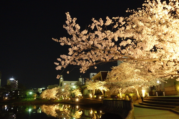 京都桜速報2018_18　No14