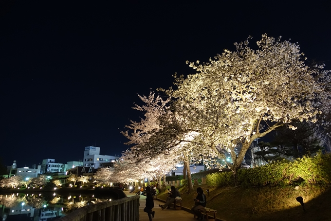 京都桜速報2018_18　No15