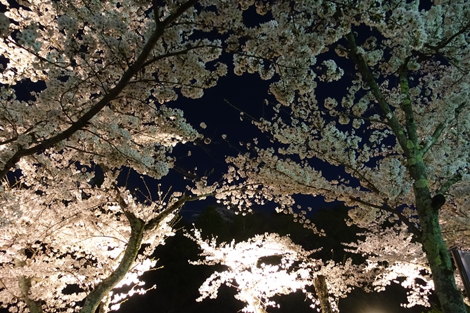 京都桜速報2018_18　No17