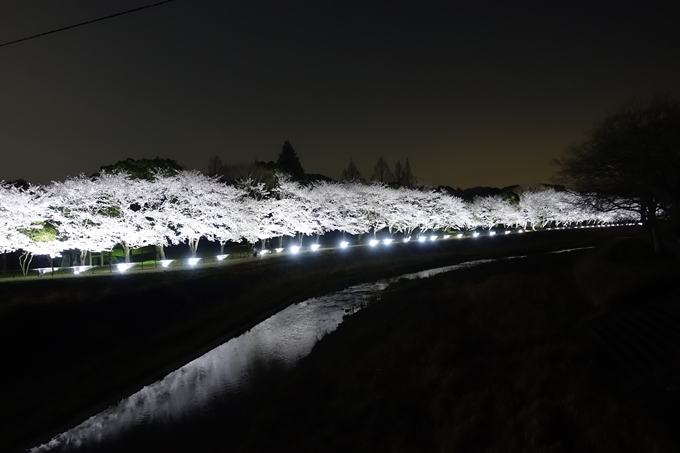 京都桜速報2018_19　No2