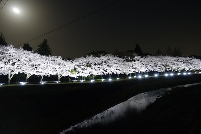 京都桜速報2018_19　No3