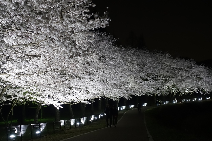 京都桜速報2018_19　No5