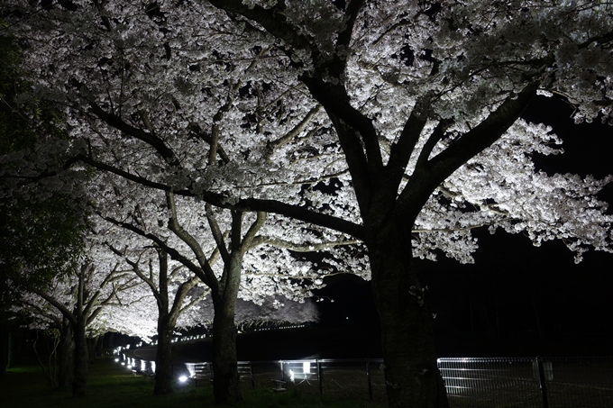 京都桜速報2018_19　No6