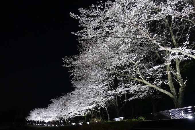 京都桜速報2018_19　No8