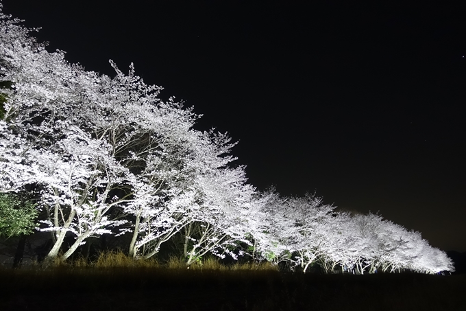 京都桜速報2018_19　No11