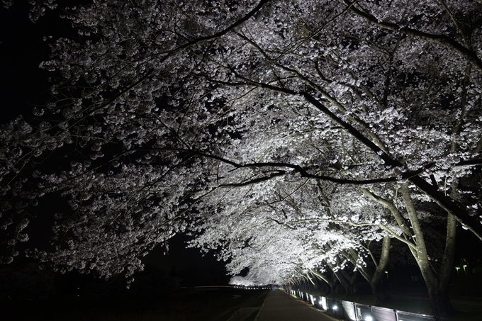 京都桜速報2018_19　No12