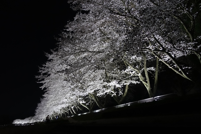 京都桜速報2018_19　No13