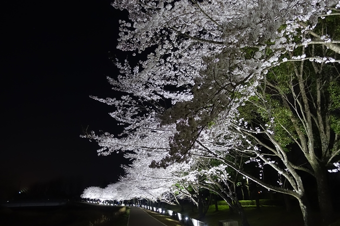 京都桜速報2018_19　No14