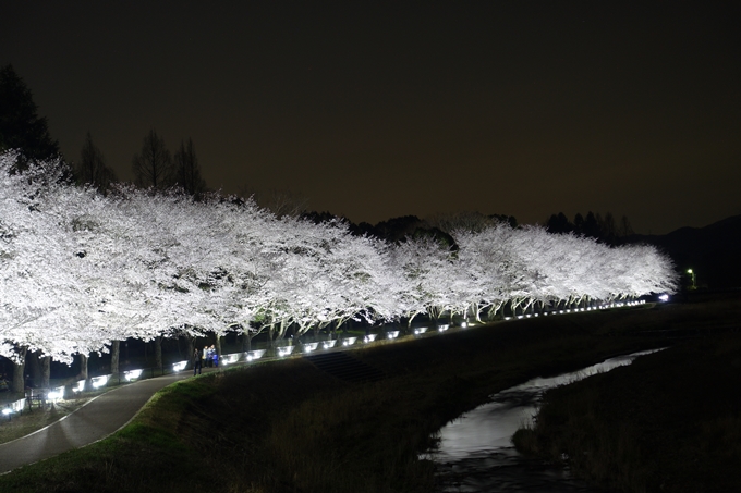 京都桜速報2018_19　No15